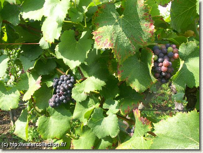 Diapositive suivante